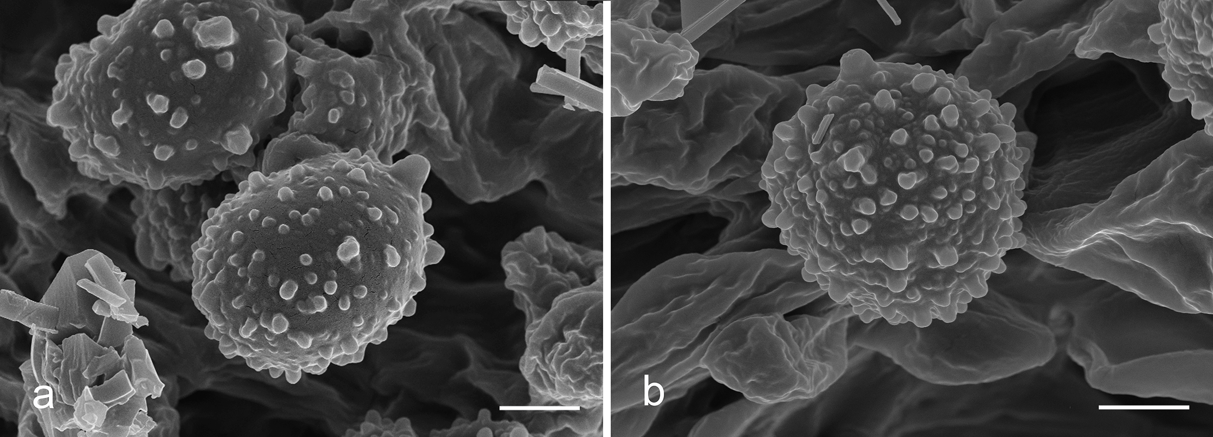 Figure 22